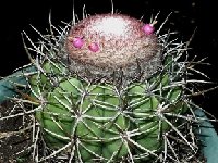 Melocactus lanssensianus JB ex HU474.JPG